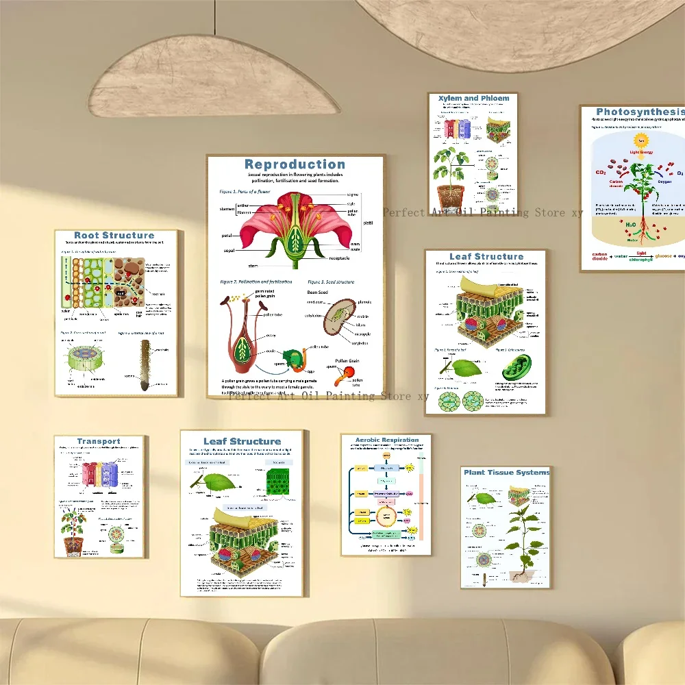 1PC Pflanze Wissenschaft Biologie Pflanze Photosynthese Bilder Moderne Kunst Poster Papier Druck Hause Wohnzimmer Schlafzimmer Eingang Image