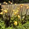 1 lampe de jardin solaire abeille, lumière extérieure solaire en forme d'abeille, lumière solaire se