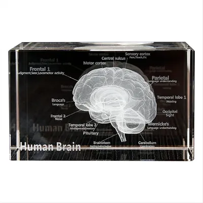 Crystal 3D Brain Anatomical Model Cube Human Art Organ Paperweight Science Gift Souvenir Home