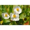 Sonstige - Sagittaria latifolia p 0,5
