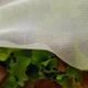 Garden Insect Netting | Anti Insect Butterfly Bird Fine Mesh Plant Net 0.6mm Diameter for Fruit Cage Vegetable Frame Grow Tunnel Crop Protection - White (2m x 22m)