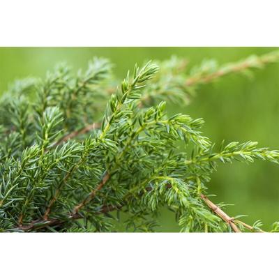 Pflanzen-für-dich.de - Zwergwacholder 'Holger' Juniperus squamata 'Holger' 2L 20- 30 Image