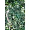 Hedera helix 'Glacier' p 9 Eck