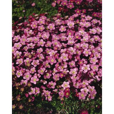 Sonstige - Saxifraga x arendsii 'Ingeborg' p 0,5 Image