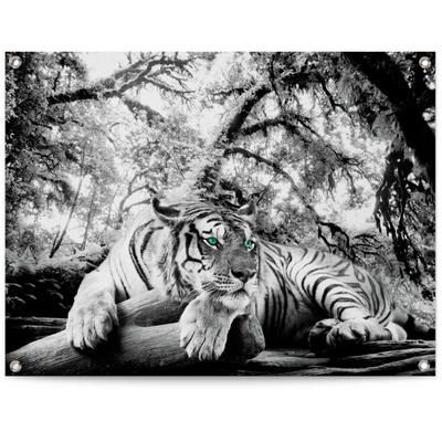 Poster REINDERS "Tigerblick", schwarz (farbe bild(er): schwarz, weiß), B:80cm H:60cm T:0,1cm, Leinwand, Bilder Image