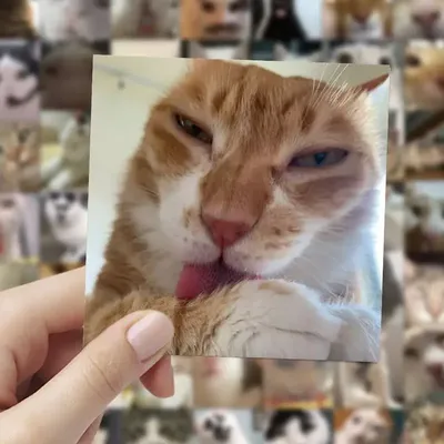 Card image cap