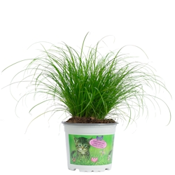 Katzengras `Zumula` – Natürliches Knabbergras für gesunde Katzen, ca. 25 cm hoch, Topf-Ø 12 cm Image