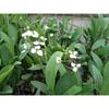 Sagittaria graminea p 0,5