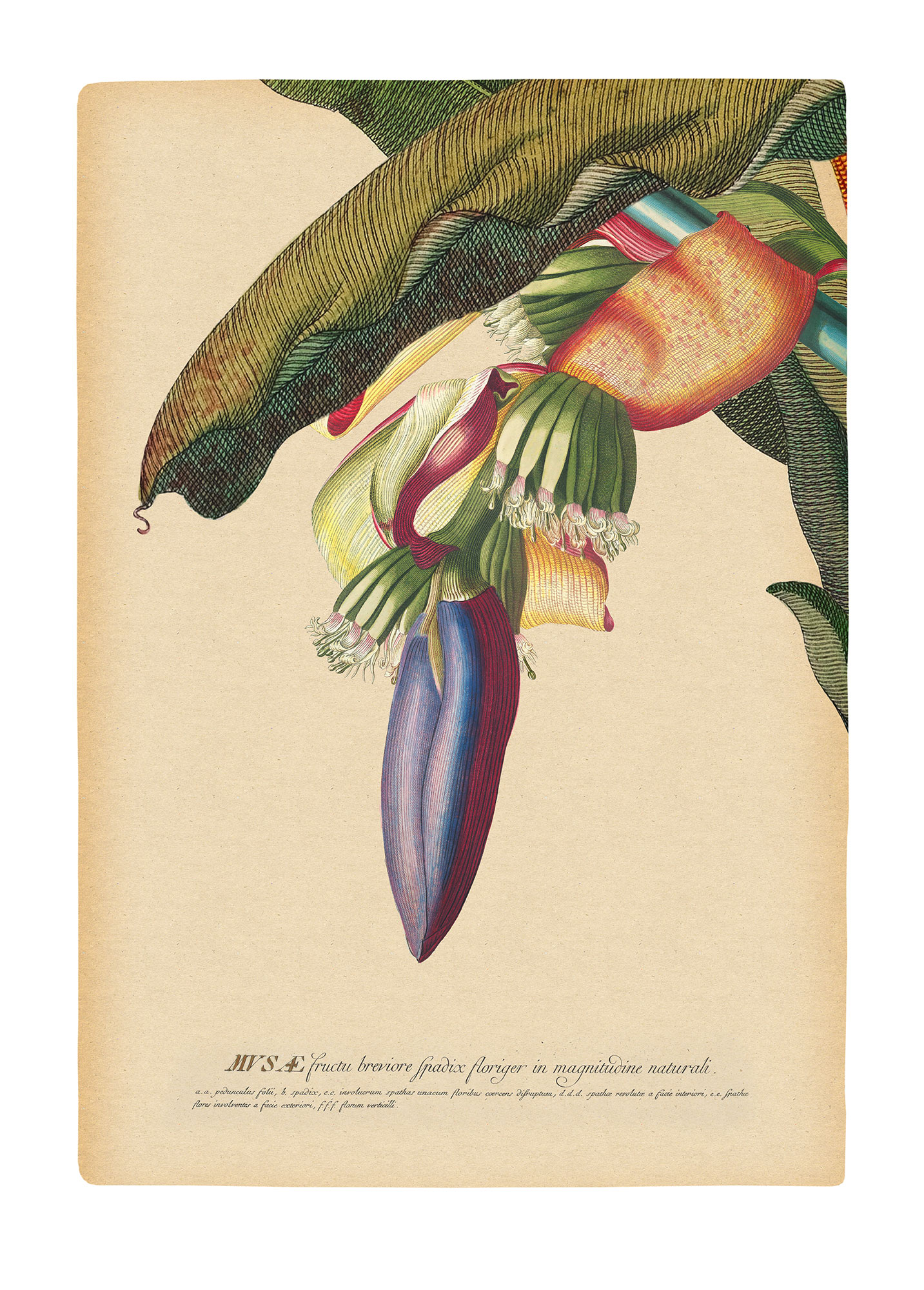 Bild KOMAR "Banana Heart", bunt (farbe bild(er): bunt), B:50cm H:70cm, Holz, Papier, Bilder, Wandbild zur Dekoration - ohne Rahmen Image