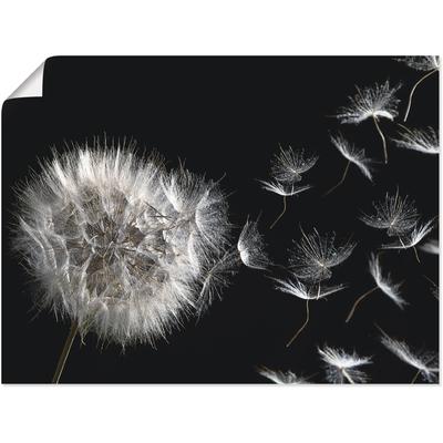 Wandbild ARTLAND "Pusteblume", schwarz (farbe bild(er): schwarz), B:80cm H:60cm, Bilder, als Alubild, Outdoorbild, Leinwandbild, Poster, Wandaufkleber Image