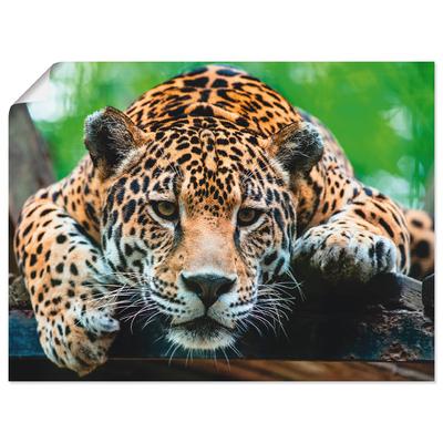 Wandbild ARTLAND "Südamerikanischer Jaguar", braun (farbe bild(er): braun), B:80cm H:60cm, Bilder, als Alubild, Outdoorbild, Leinwandbild, Poster, Wandaufkleber Image