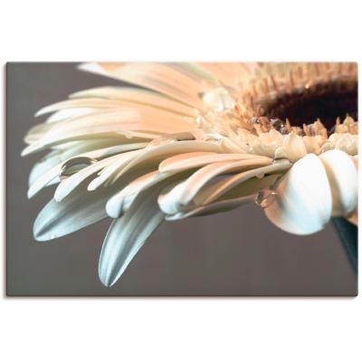 Wandbild ARTLAND "Blüte einer Gerbera", weiß (farbe bild(er): weiß), B:90cm H:60cm T:1,8cm, Canvas, Leinwand, Bilder, als Leinwandbild, Poster, Wandaufkleber in verschied. Größen Image