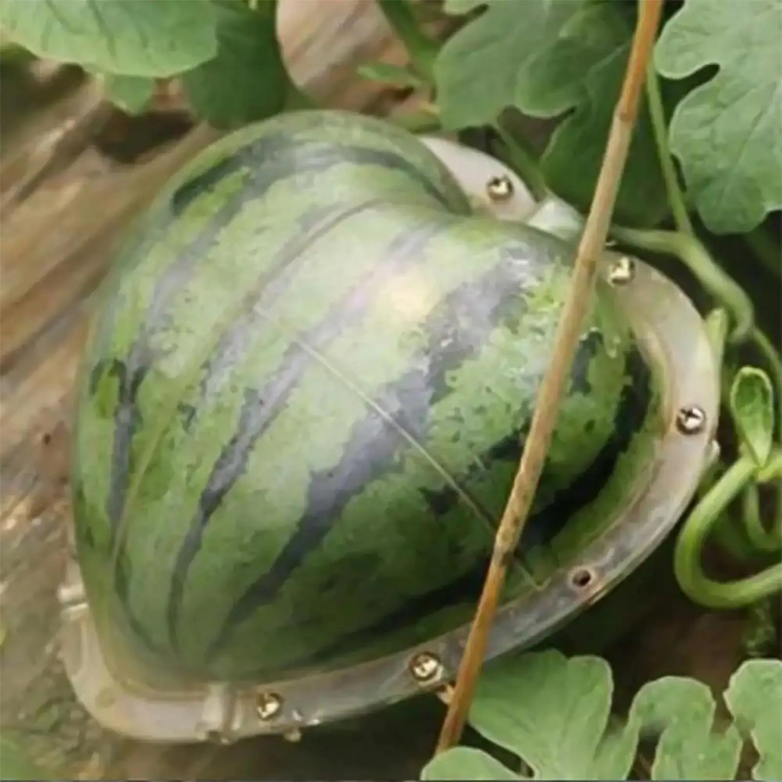 Garten Gemüse Kürbis Wachstum Formung Form Herzförmige Wassermelone Formung Form Transparent Obst Wachsen Werkzeug Image