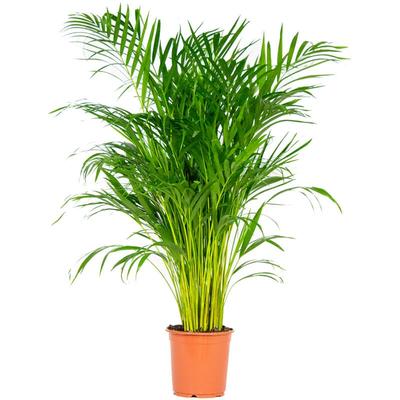 Dypsis Lutescens - Goldfruchtpalme - Areca Palme - Zimmerpflanzen Groß - Pflegeleicht Image