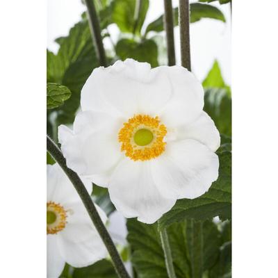 Anemone sylvestris P 0,5 Image