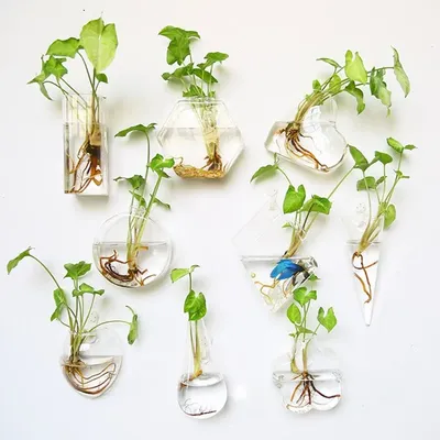 Semi-Circle Wall Vase - Glass Hydroponic Planter & Terrarium Container | Hanging Fish Tank Aquarium, Nordic Home Decor