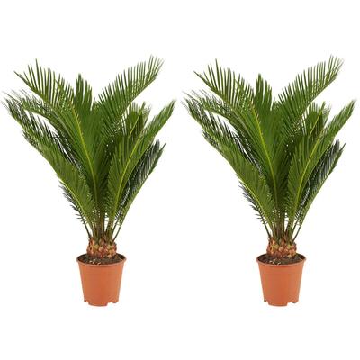 2er Set - Cycas Revoluta - Palmfarn - Sagopalme - Palme - Sehr Pflegeleicht - Höhe 40-50 cm - Topf Image