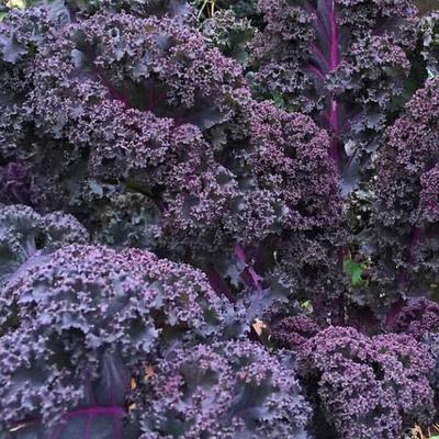 Scarlet Kale, Non GMO Dark Purple Ornamental & Edible Plant, Nutrient Rich, Beautiful Garden Addition 500 Seeds