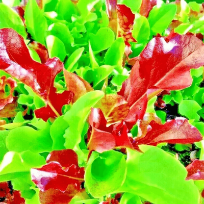 1000 Seeds Lettuce Spring Mesclun Mix, Non GMO Heirloom Vegetable Seeds For Fresh Salad & Microgreens 1000 Seeds Lettuce Spring Mesclun Mix, Non GMO Heirloom Vegetable Seeds For Fresh Salad & Microgreens