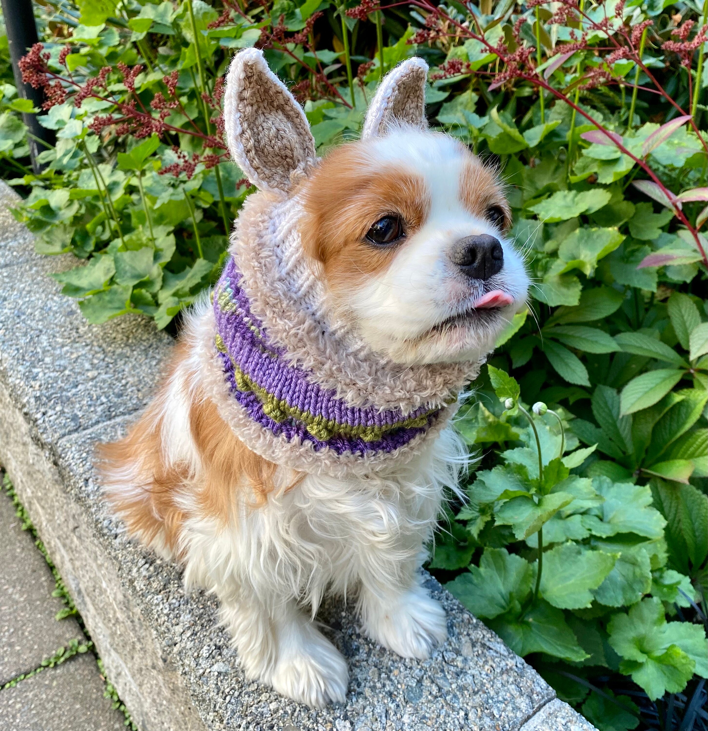 Snood per orecchie Scrapi Cardi Bunny Snood per Cavalier Spaniel Snood per orecchie Cocker Spaniel inglese Toy Protezioni per orecchie Snood per cani