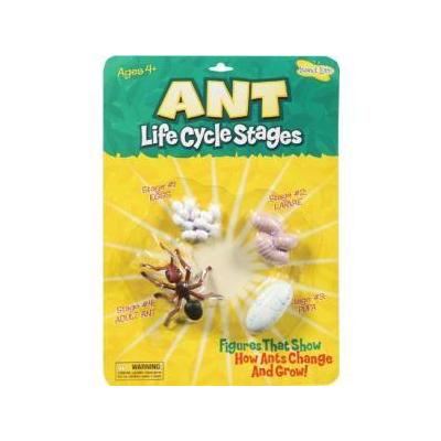 Insect Lore Ant Life Cycle Stage