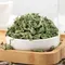 Good Quality Natural Dried Mint Leaf For Sachet Pillow Filling Beauty Health Soap Perfume Making Candle Material Supply 500g