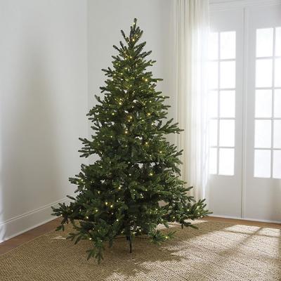 Noelle Nordmann Fir Tree - 7' - Ballard Designs