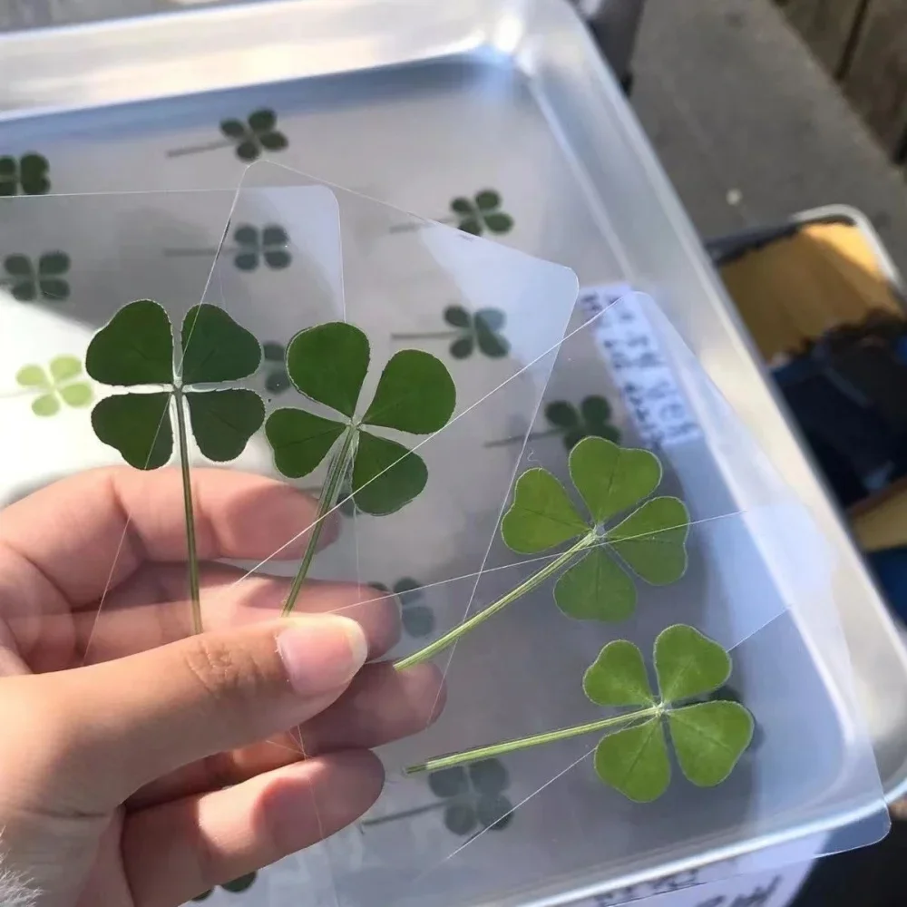 ISGTDRM 5 Stück Lucky Clover-Postkarten – Natürliches Gras, transparente Wunschkarten für Lesezeichen und Dekorationen Image