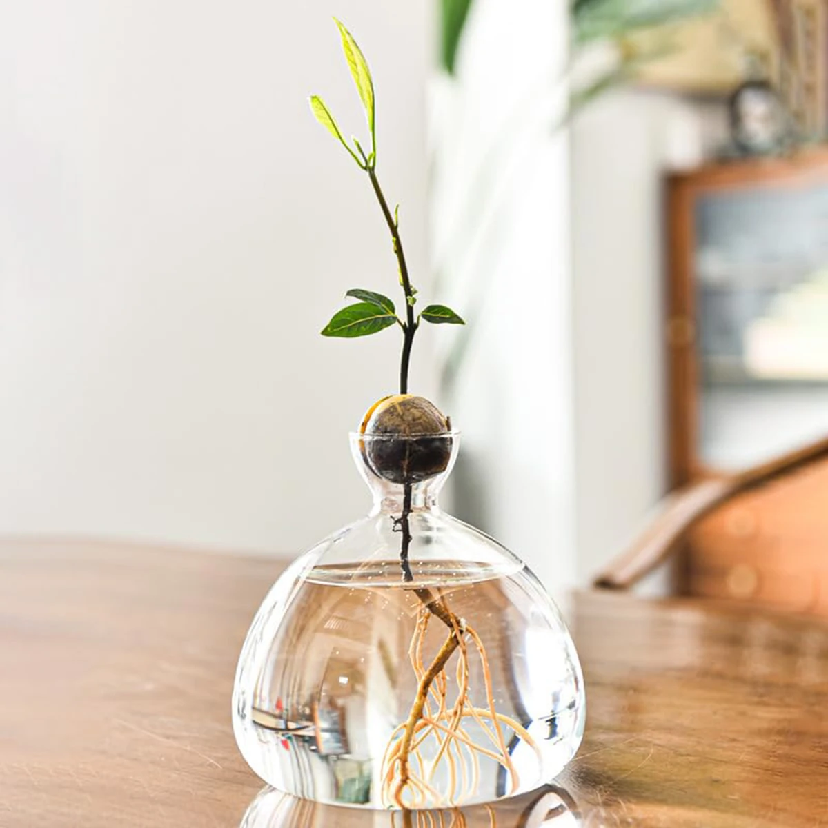 Seed Starter Vase Transparent Growing Vase Tree Planting Kit Planting Plants Indoor And Outdoor