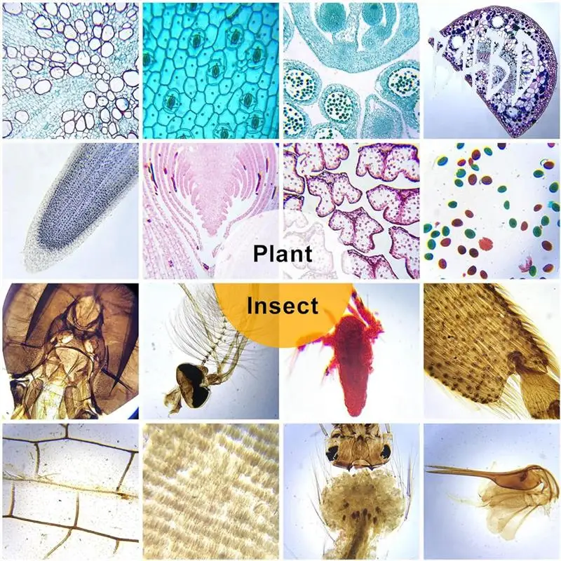 BHBD-Mikroskopobjektträger für Kinder, Glasvorbereitungsobjektträger für Mikroskopzubehör, geeignet für alle Arten von Mikroskope Image