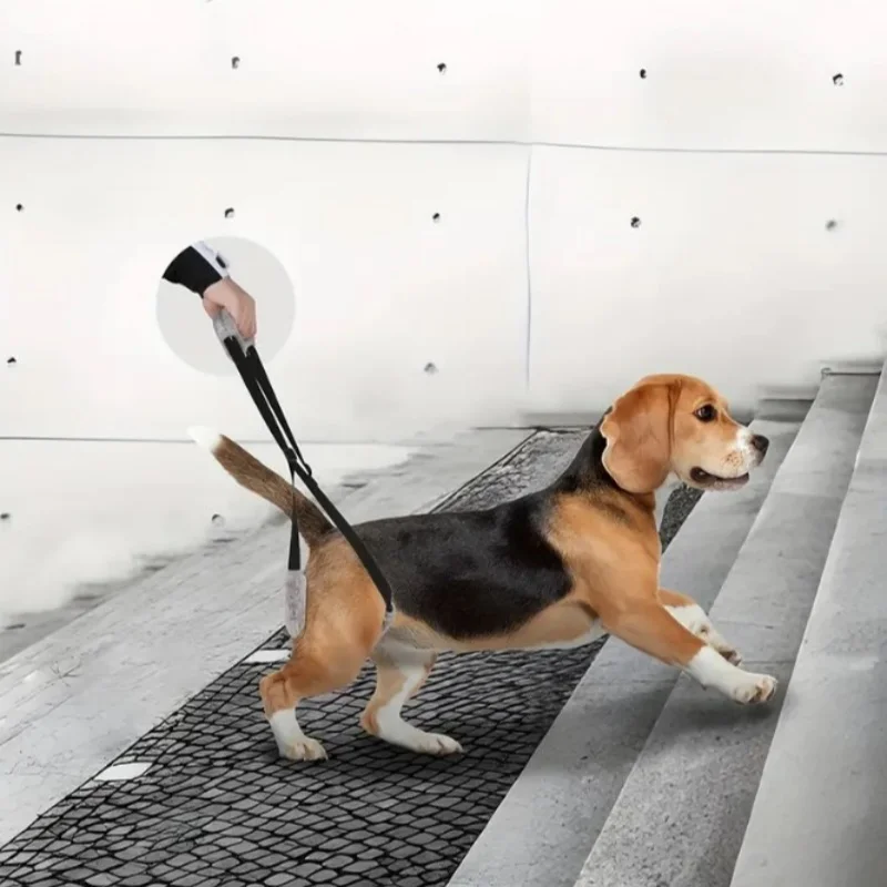 Hundetraktion, Behinderung hinterer Bein, Verletzungshilfsgurt Image