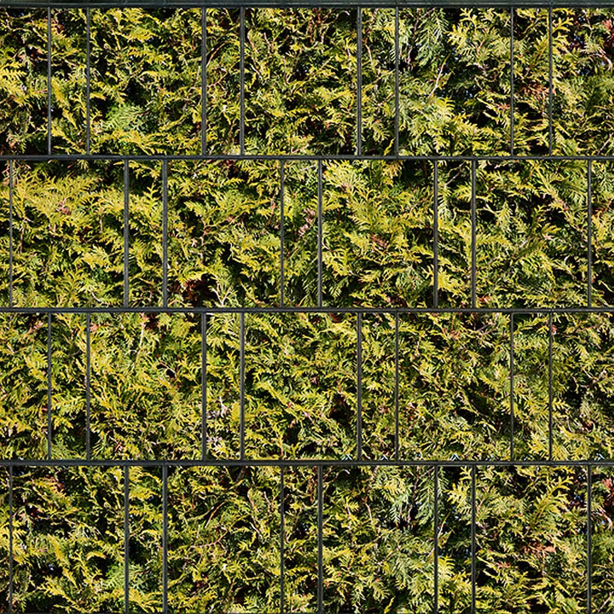 zaun|zu® Sichtschutz Lebensbaum bedruckter Sichtschutz 2,5m x 2,0m Image