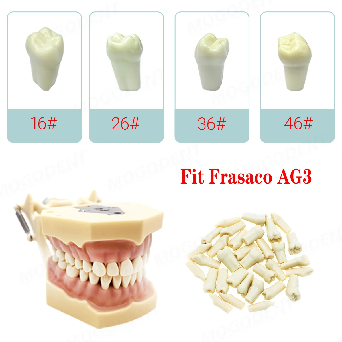 Feasaco AG3 Dental-Standardmodell mit 32 herausnehmbaren Zähnen M8022-2 Dental restauratives Typodont-Modell 8014-2 Image