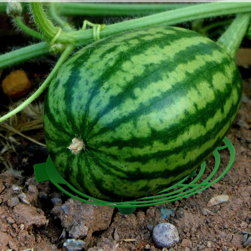 Wassermelone Unterstützung Gewächshaus Liefert Pflanzenständer Outdoor Gartenpflanzen Boden Obst Garten Wachsen Zubehör Gadgets Halter Image