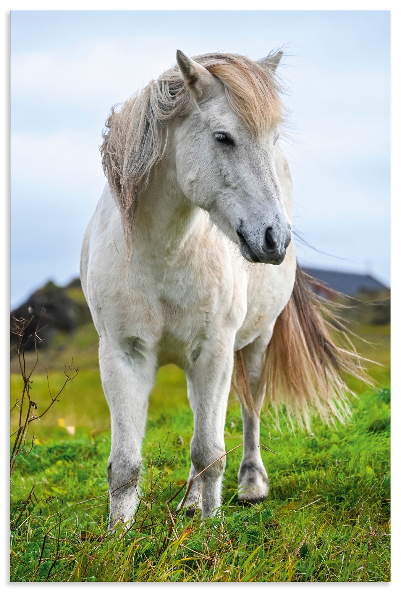 Wandbild ARTLAND "Weißes Islandpferd auf Wiese", farbe bild(er): weiß, B:20cm H:30cm, Alu Dibond, Bilder, als Alubild, Leinwandbild, Poster, Wandaufkleber in verschied. Größen Image