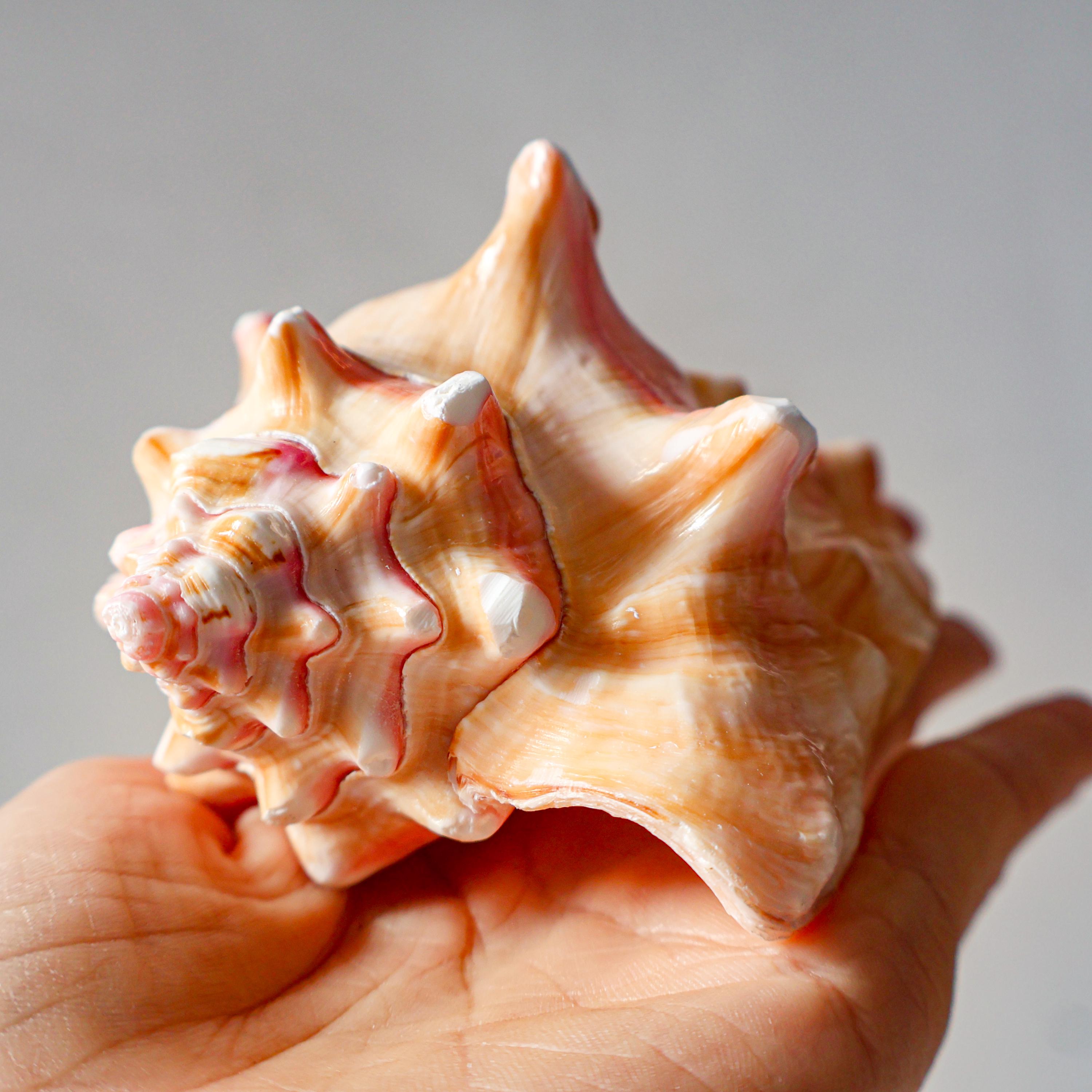 Conchiglia di buccino rosa rossa naturale per decorazioni, conchiglia turbo, conchiglia a spirale, rara conchiglia di lumaca, preziose conchiglie rosa