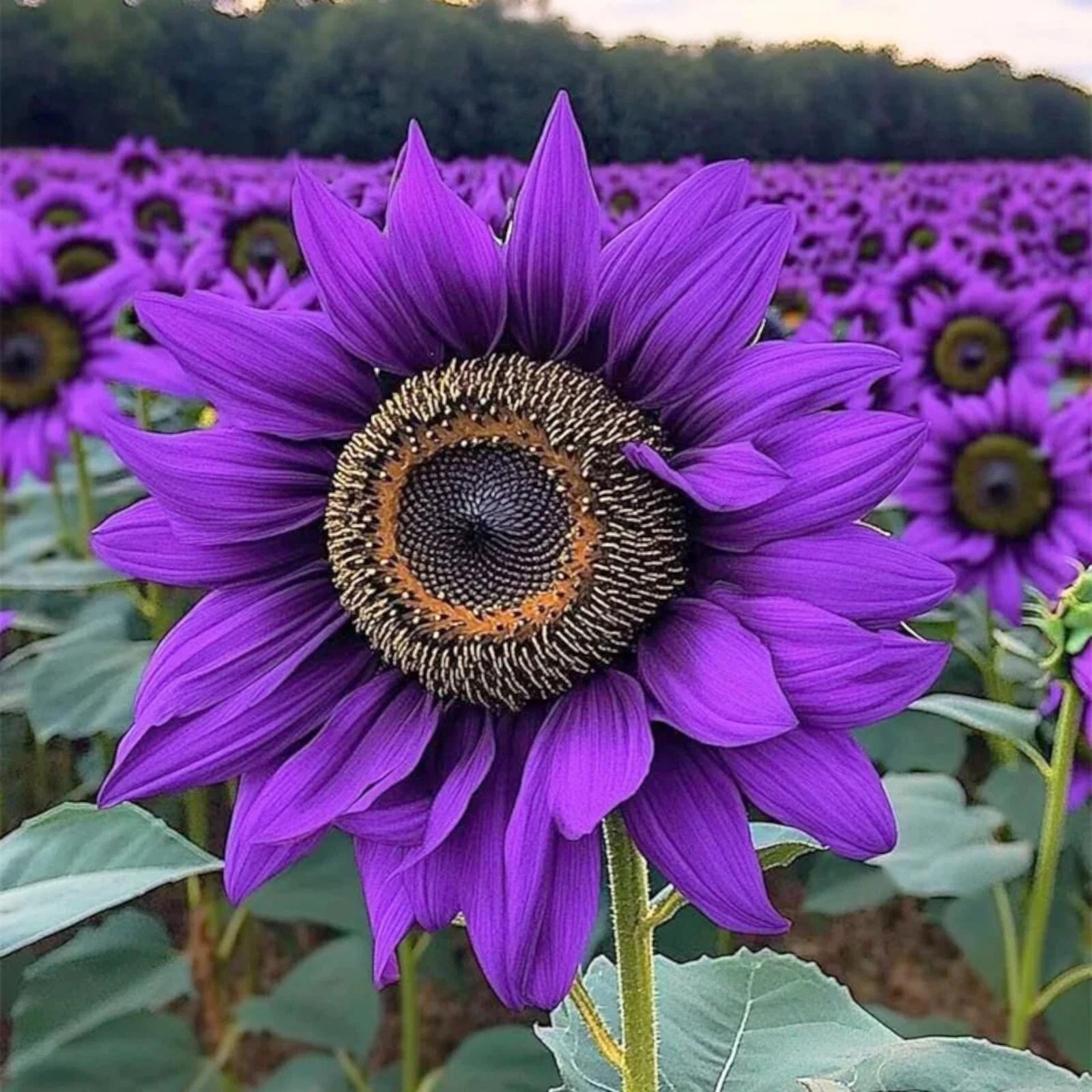 Violet Majesty Purple Sunflower Seeds Rare Heirloom Variety For Garden Violet Majesty Purple Sunflower Seeds Rare Heirloom Variety For Garden