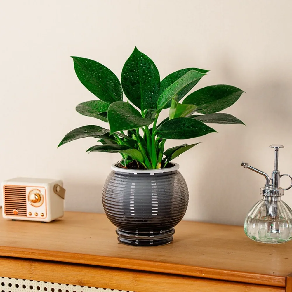 Mode Selbst Bewässerung Hydrokultur Pflanzen Topf Kunststoff Abnehmbare Blumentopf Mini Sukkulenten Pflanzer Tisch Vase Image