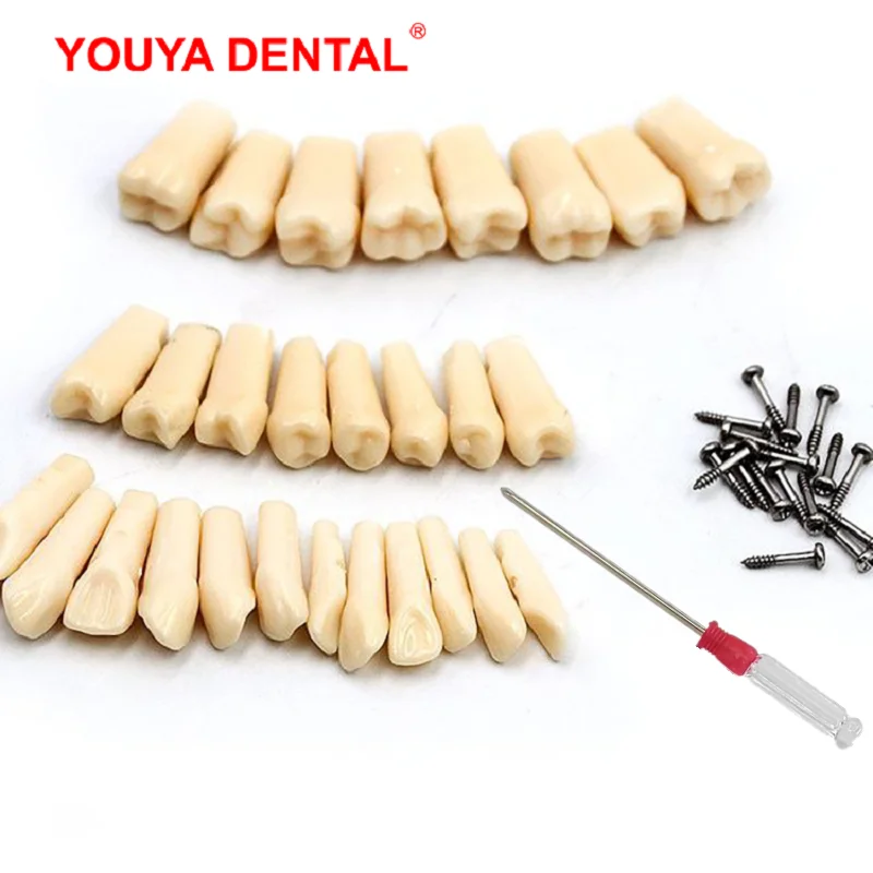 28/32pc Dente Dentale Modello Per Tecnico Dentale Pratica Preparazione Dente Rimovibile Compatibilmente Nissin Odontoiatria Modello di Formazione