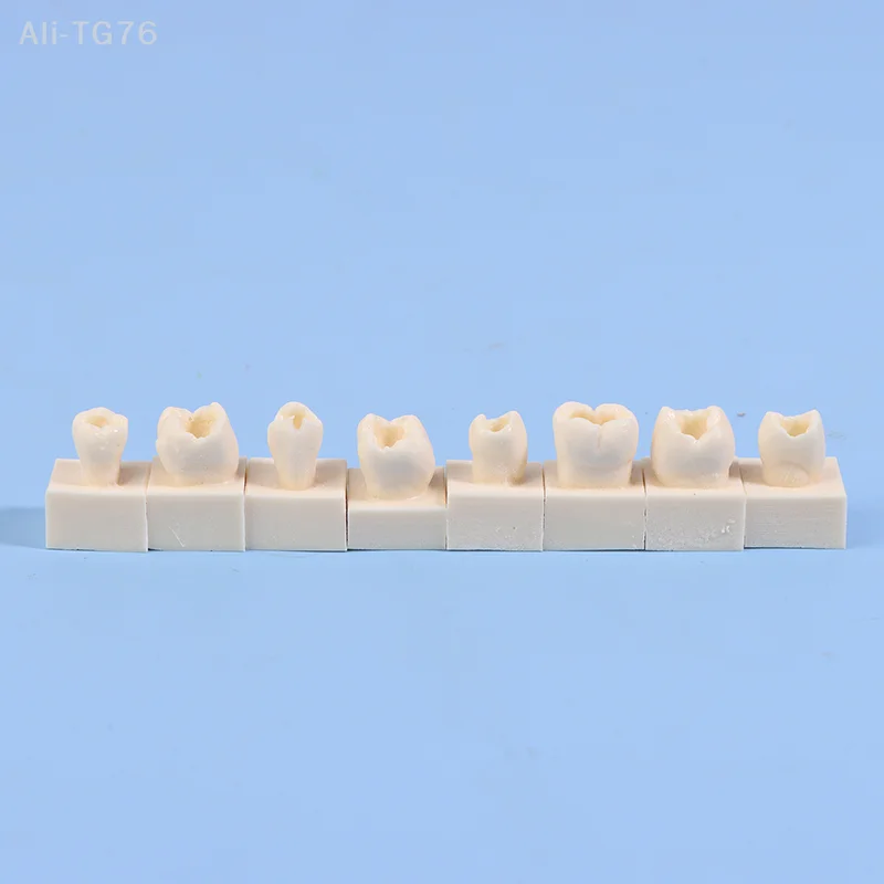 8 teile/satz Dental Posterior Student Ausbildung Test Modell Praxis Verbund Harz Füllung Zähne Kiefer Zahnmedizin Ausrüstung Image