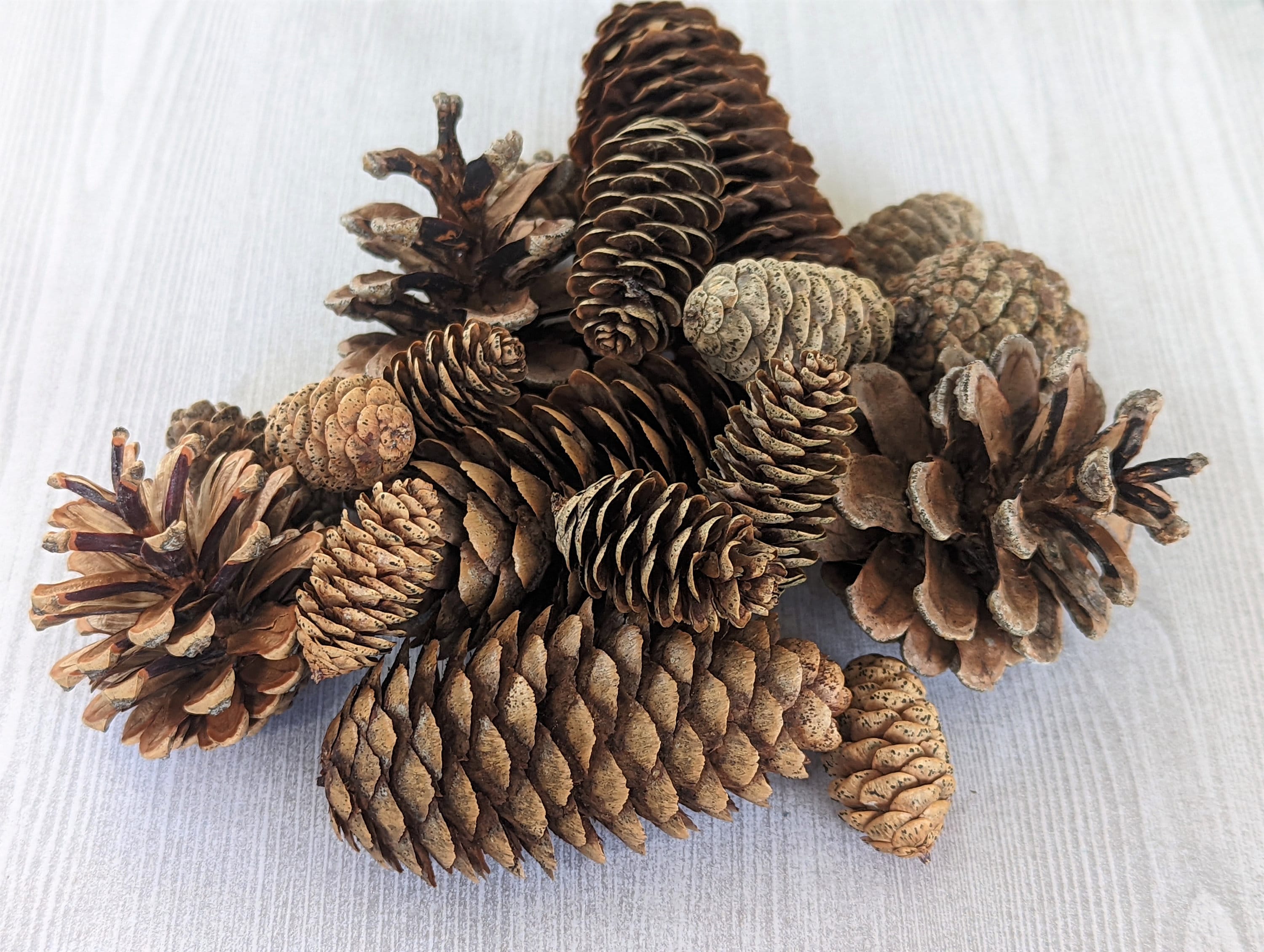 Pigne naturali per conigli, scoiattoli e ricci - Assortimento di vere pigne - Arricchimento ambientale per piccoli animali - Giocattolo da masticare p