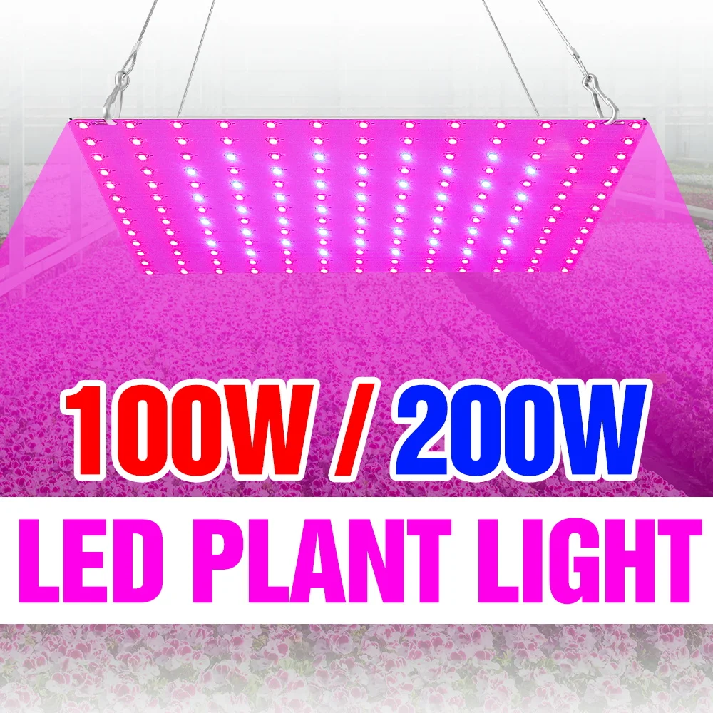 200W LED Vollspektrum Pflanzenlampe 100-277V Quantum Board Hydroponische Wachstumsbox Beleuchtung für Gewächshaus und Gemüseanbau