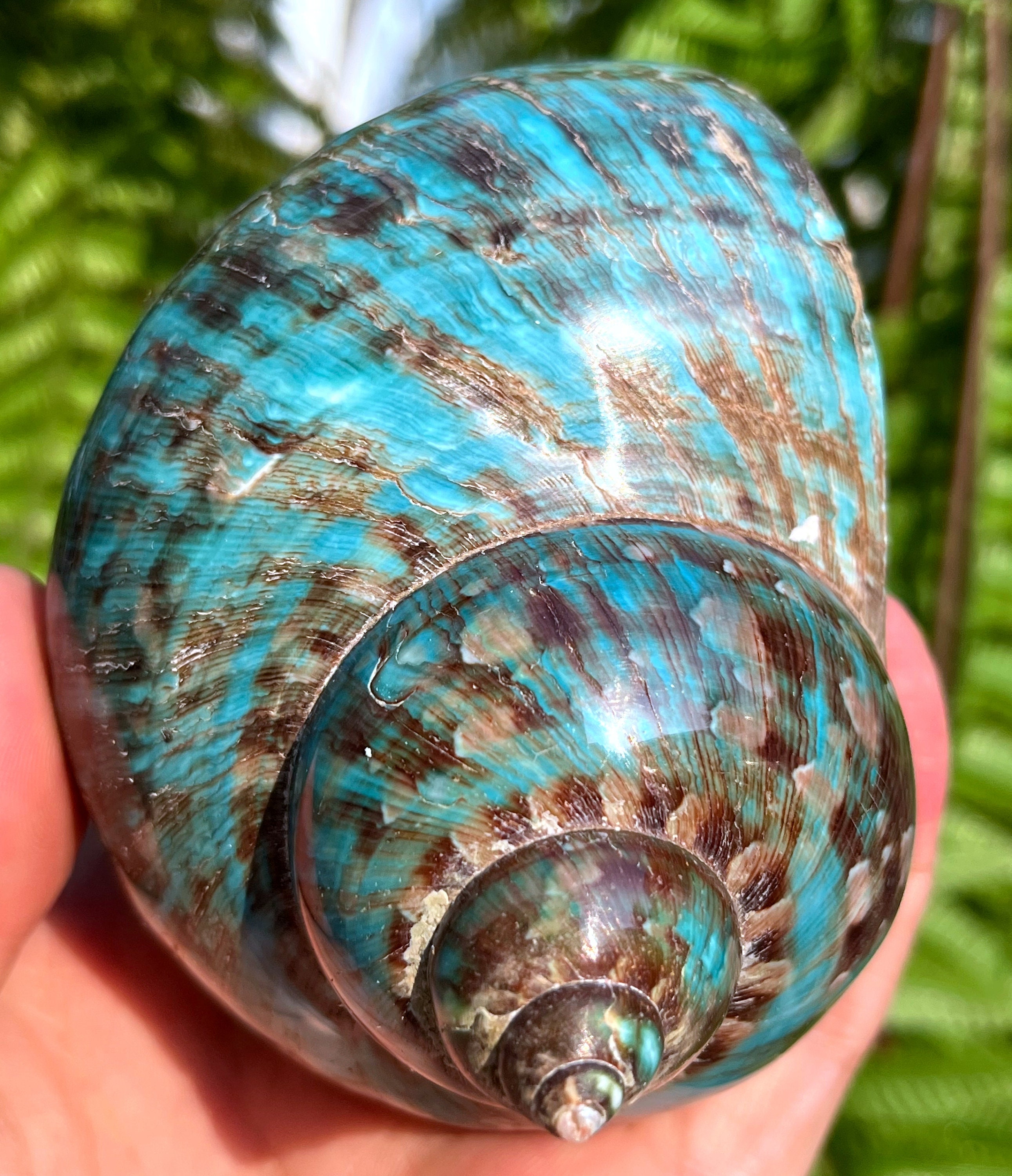 Decorazione naturale grande lumaca di mare/Decorazione grande conchiglia/Conchiglia di mare/Conchiglia di lumaca/Fossile antico/Decorazione dell'ocean