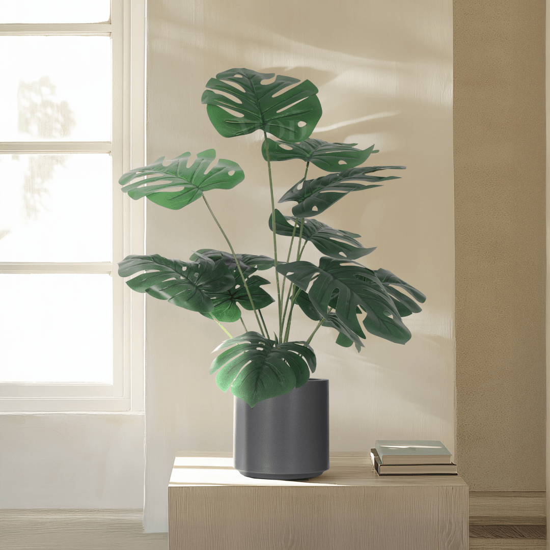 Monstera | 35 Â½