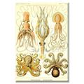 Buyenlarge Cephlopods Graphic Art on Wrapped Canvas in Brown | 30 H x 20 W x 1.5 D in | Wayfair 0-587-64582-LC2030
