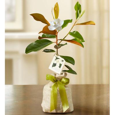1-800-Flowers Everyday Gift Delivery Magnolia Tree For Sympathy Small | Happiness Delivered To Their Door
