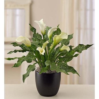 1-800-Flowers Plant Delivery Sophisticated White Calla Lily White Calla In Black Ceramic - Small | Happiness Delivered To Their Door