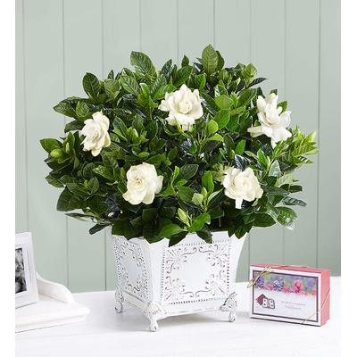 1-800-Flowers Everyday Gift Delivery Grand Gardenia For Sympathy Medium W/ Seeds | Happiness Delivered To Their Door