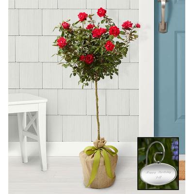 1-800-Flowers Flower Delivery Knockout Rose Topiary Rose Topiary W/ Plaque | Happiness Delivered To Their Door