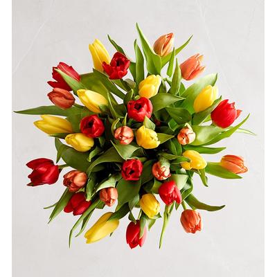 1-800-Flowers Seasonal Gift Delivery Our Favorite Fall Tulips 30 Stems, Bouquet Only